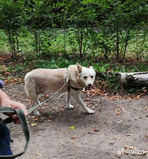 Собака в добрые руки