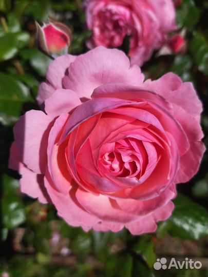 Роза грандифлора Раймонд Блан