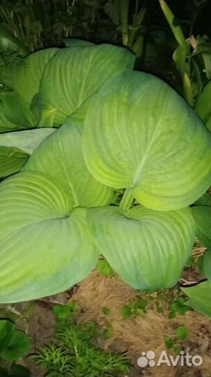 Хоста растение