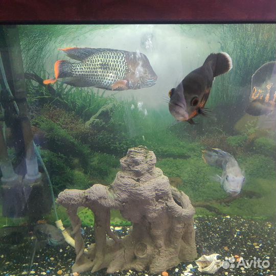 Продам аквариум с тумбой (возможно отдельно)