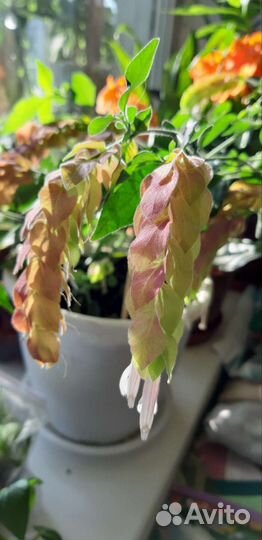 Белопероне