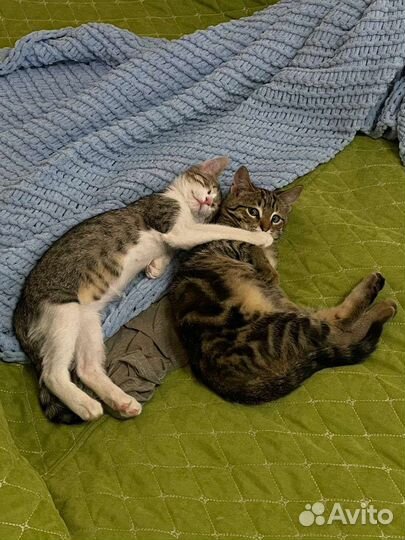 Котенок девочка в дар