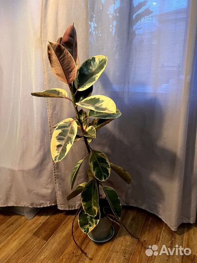 Фикус эластика (каучуконосный)