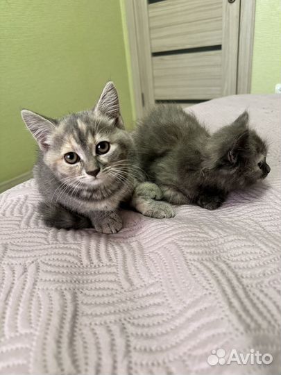 Маленькие котята