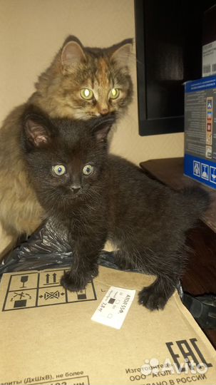 Котята отдам бесплатно