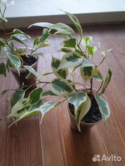 Фикус старлайт