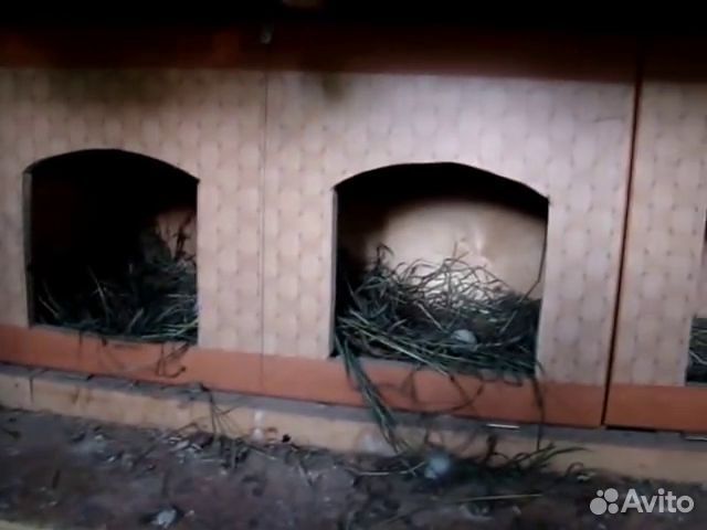 Яйцо домашнее куриное