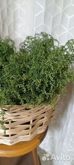 Полынь Гмелина травы для бани