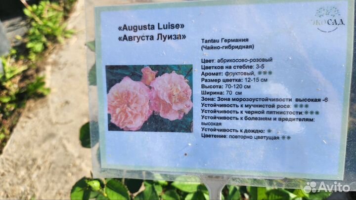 Роза 