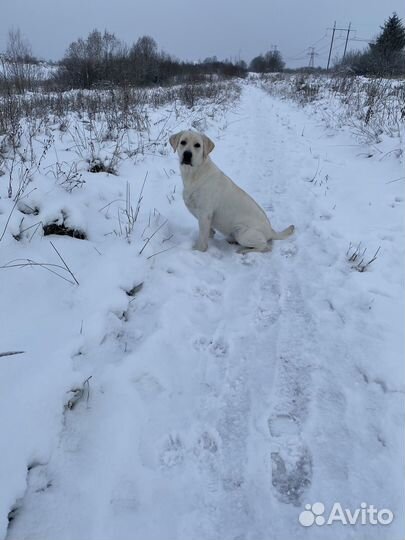 Отдам лабрадора