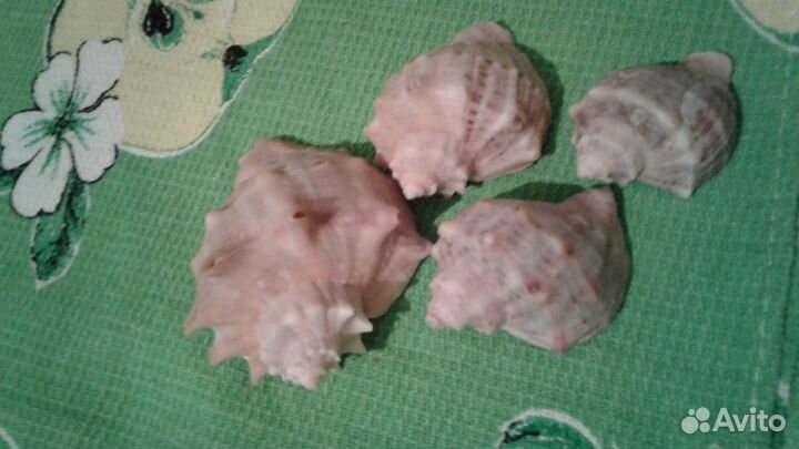 Ракушки для аквариума