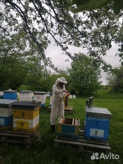 Пчелопакеты Бакфаст. Матки