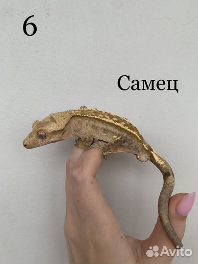 Реснитчатый бананоед