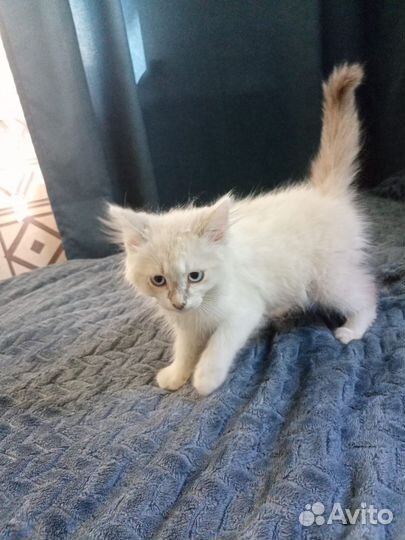 Котенок сиамский