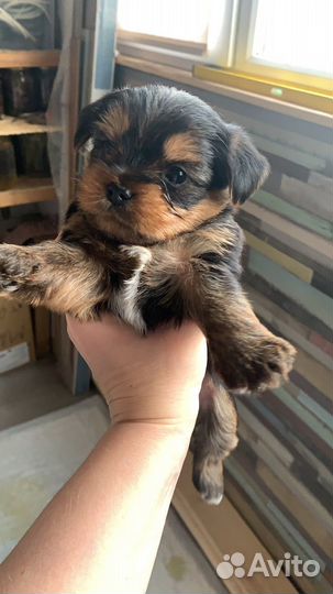 Йоркширский терьер