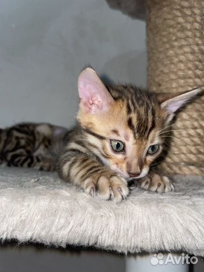 Бенгальская