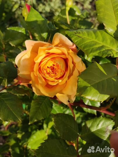 Многолетние цветы