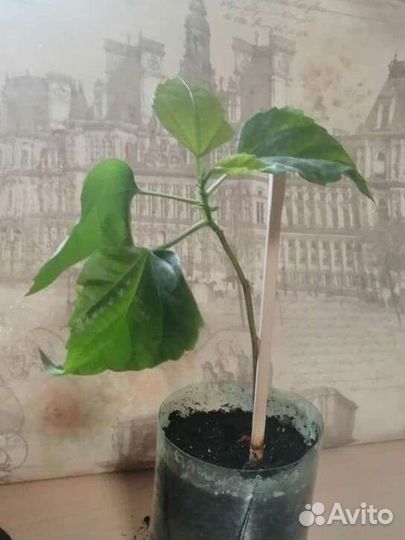 Гибискус китайская роза красный, розовый