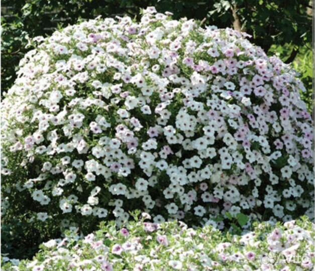 Петуния Тайдал Сильвер, черенки