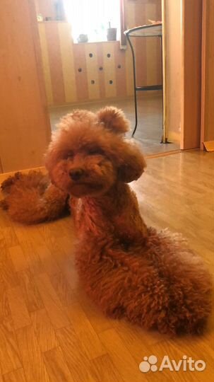 Передержка собак и грызунов и птиц