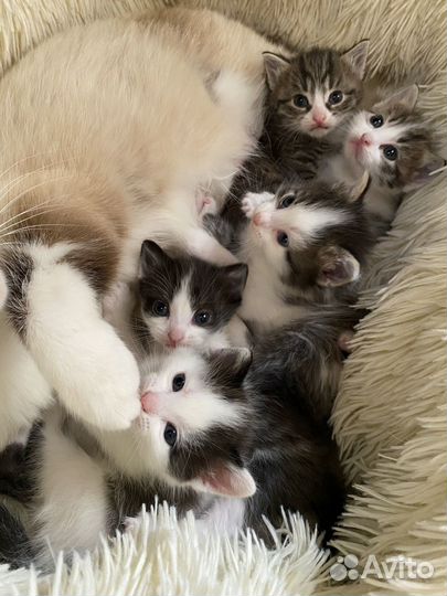 Котята в добрые руки