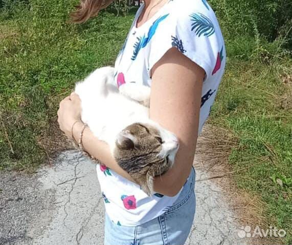Кошка