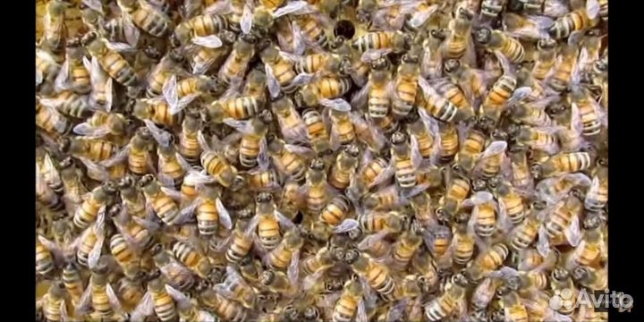 Продам пчелосемьи