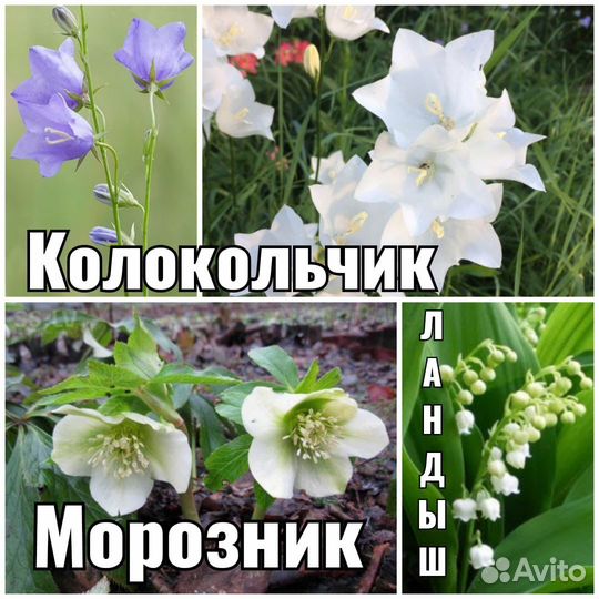 Многолетники