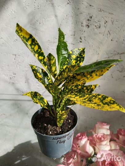 Кротон, комнатные растения