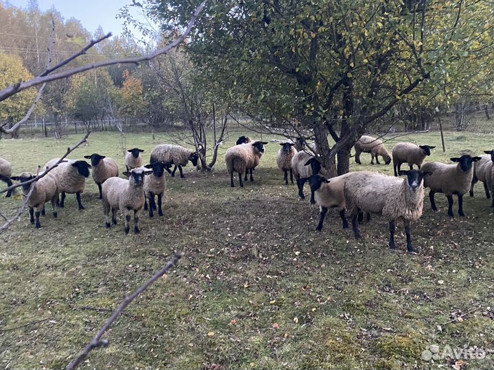 Овцематки суффолк суягные