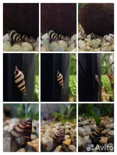 Аквариумные растения, улитки