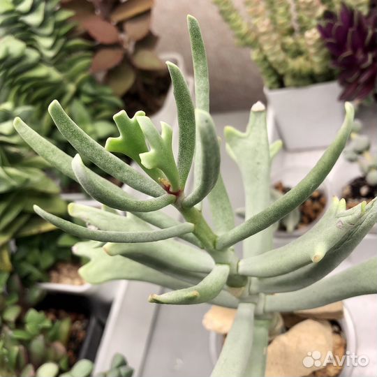 Cotyledon Elk Horns, Котиледон орбикулата Элк Хорн