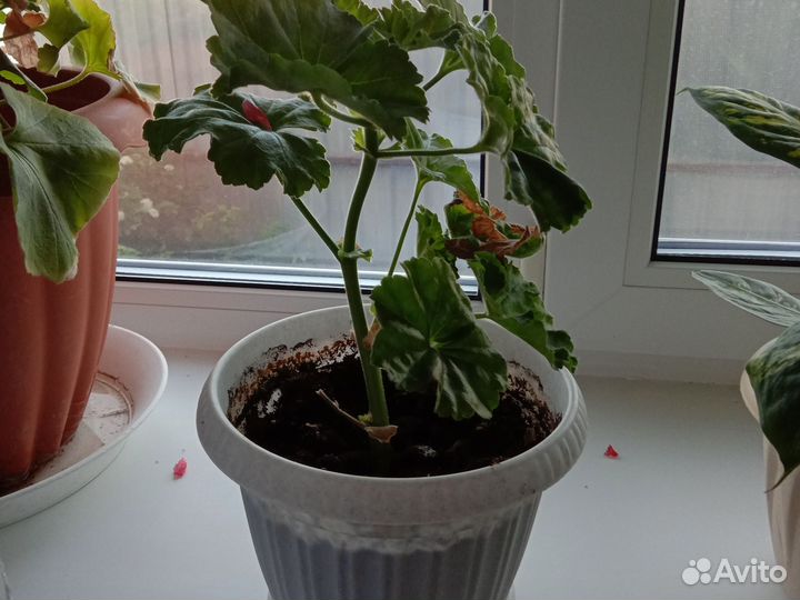 Пеларгония герань