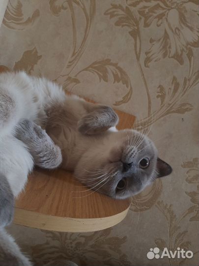 Шотландский кот вязка
