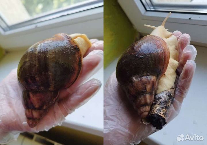 Улитка архахатина Сп. Бенин