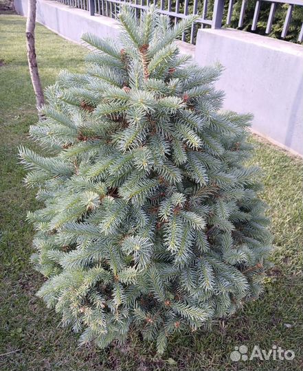 Ель голубая