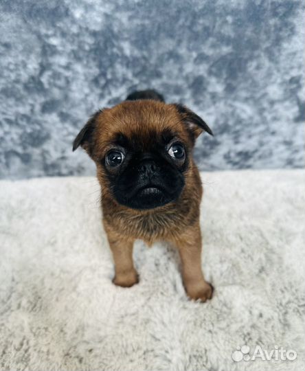 Пти брабансон