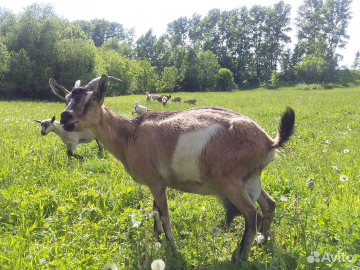 Козы и козлята продажа