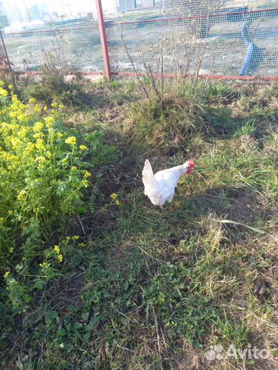 Куры несушки