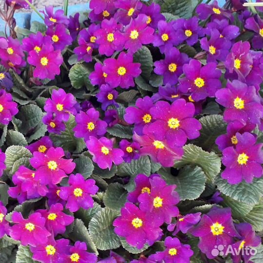 Многолетники 