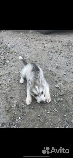 Сибирский хаски