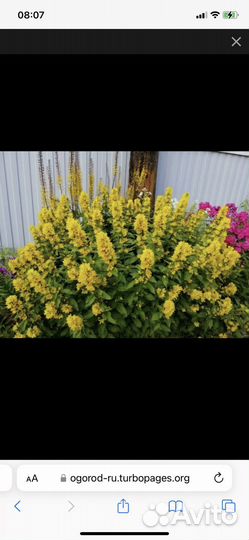 Корень пионов и других многолетников