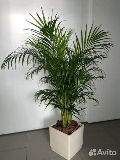 Пальма Арека
