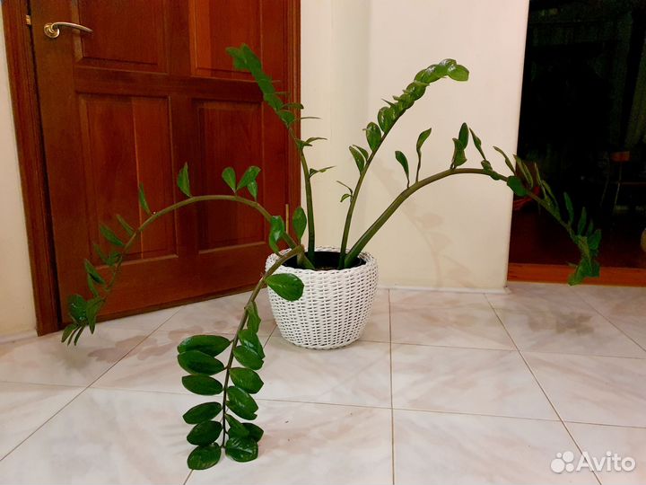 Замиокулькас