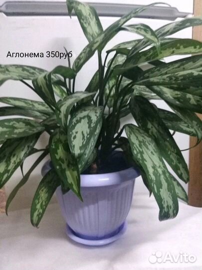 Алоэ вера, Аглонема, драцена