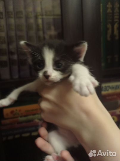 Котенок ориентал