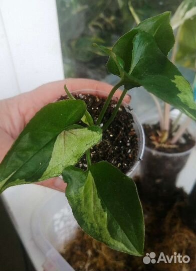 Сингониумы