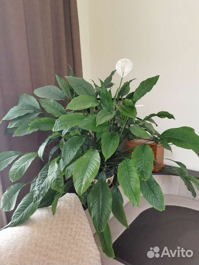 Спатифиллум