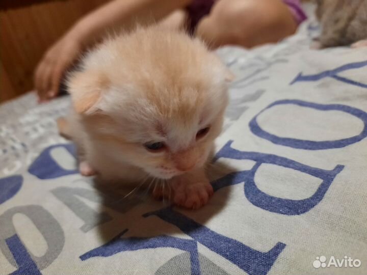 Шотландские котята