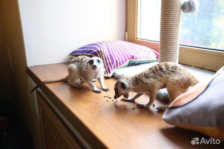 Малыши сурикат